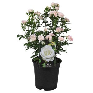 Beetrose Patio Hit Weiß im Topf, ca. 45cm hoch. Kleine, zarte, weiße Blüten.