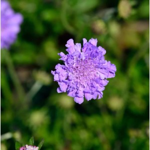 Nahaufnahme einer lila Tauben Skabiose 'Butterfly Blue' Staude. Violette Blüte für sonnige Gartenstandorte.