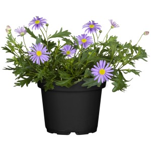 Blaues Gänseblümchen (Brachyscome) im Topf, eine attraktive Stehpflanze für sonnige Standorte.