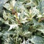 Detailaufnahme der Herbstduftblüte Tricolor (Osmanthus heterophyllus) mit grün-weiß panaschierten Blättern.