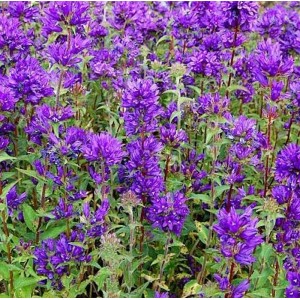 Nahaufnahme von blühenden, violetten Knäulglockenblumen (Campanula glomerata) im Garten.