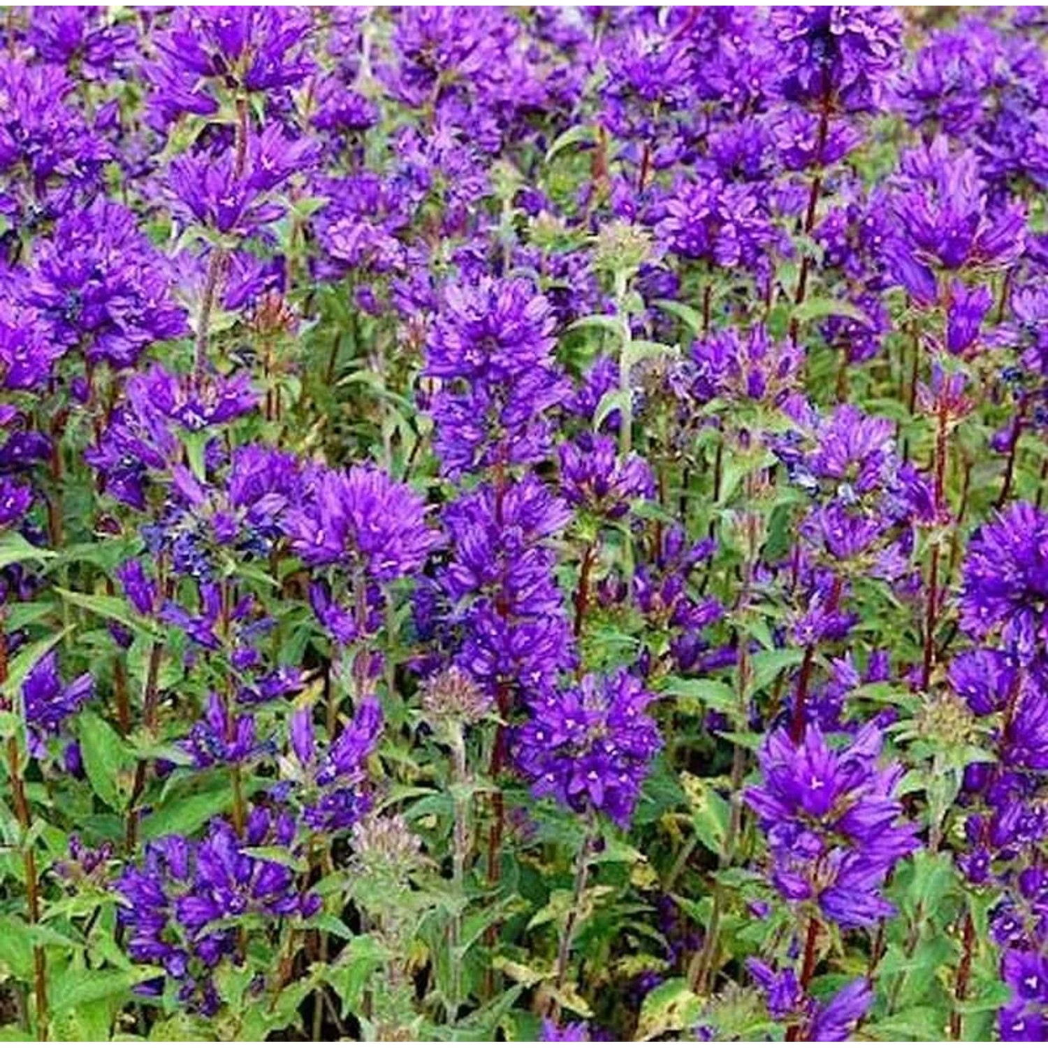 Knäulglockenblume Superba - Campanula glomerata