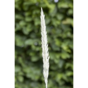 Detailaufnahme des blau-grauen Strandhafers Leymus Arenarius Blue Dune im 9x9 cm Topf.