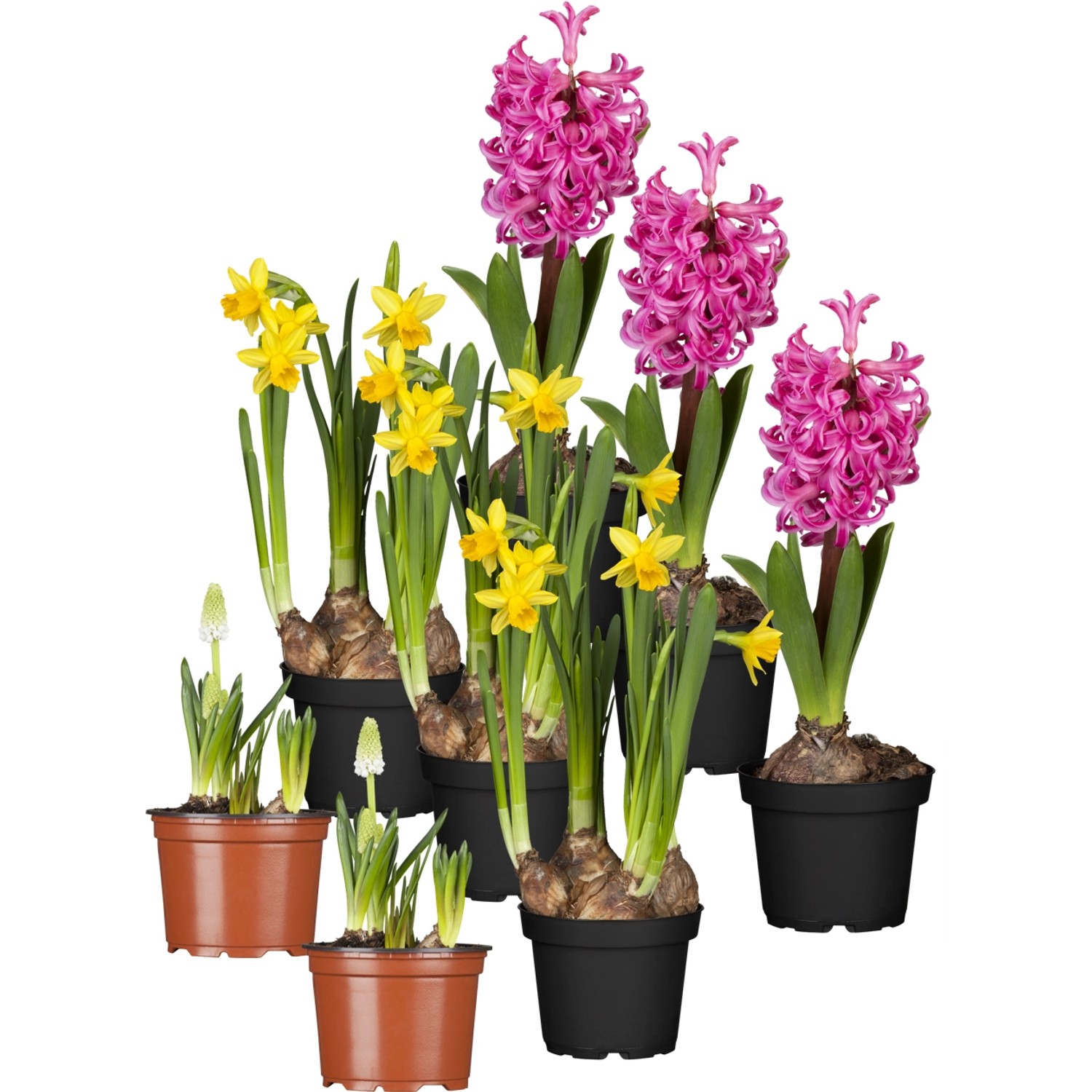 Frühlingserwachen 8er Set Narzissen/Traubenhyazinthen/Hyazinthen Gelb