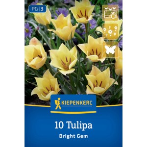 Kiepenkerl Wildtulpe 'Bright Gem': Gelb-orange Blüten im Beet, 10 Blumenzwiebeln.