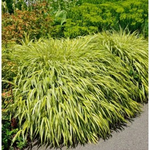 Japan Goldbandgras (Hakonechloa macra) als Ziergras im Garten.