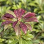 Detailaufnahme der Japanischen Lavendelheide 'Red Mill' mit roten Blättern.