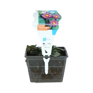 Seerose 'Tropical Blue' im Topf, seltene blaue Blüten, winterhart. Ideal für Gartenteiche.