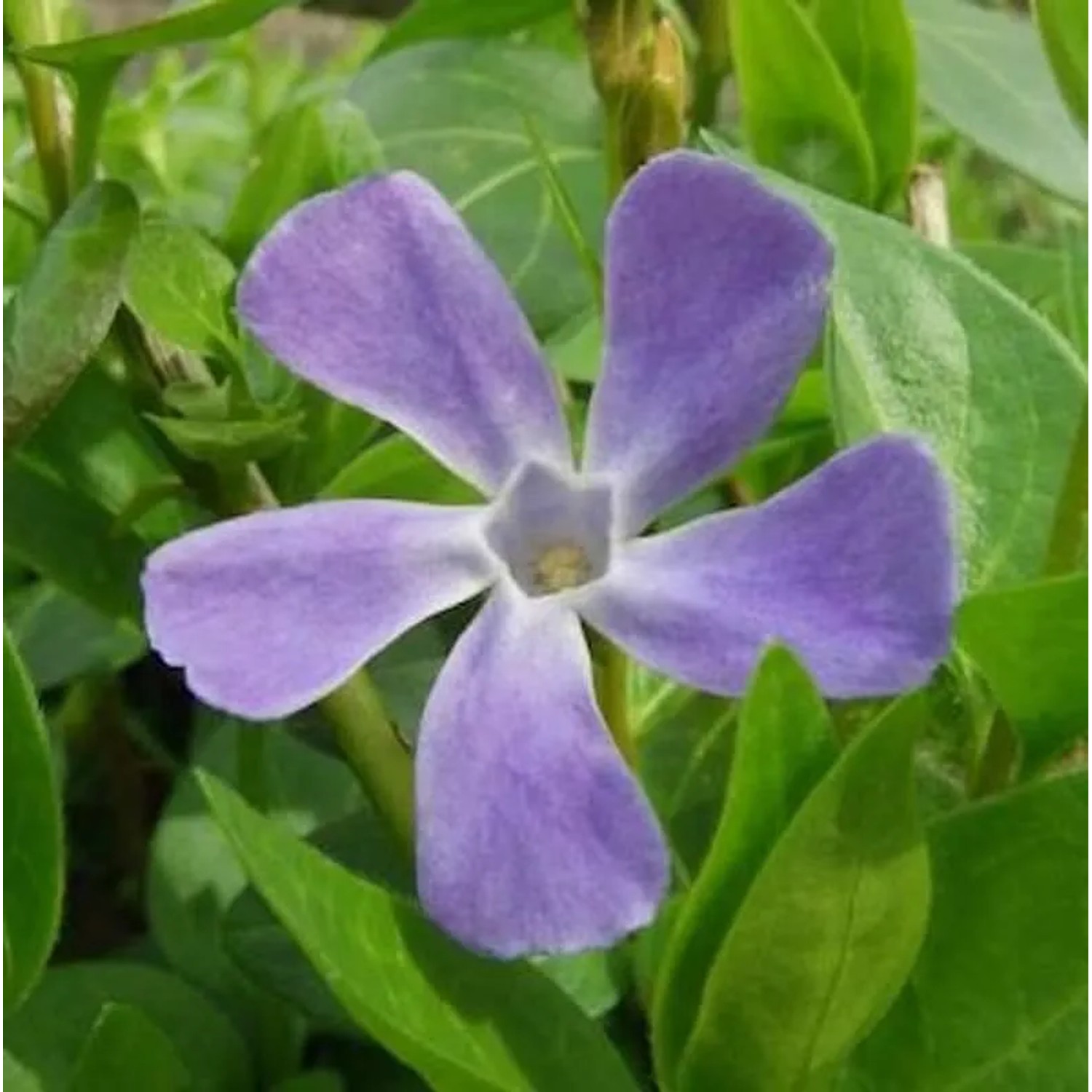 Balkan Immergrün - Vinca balcanica