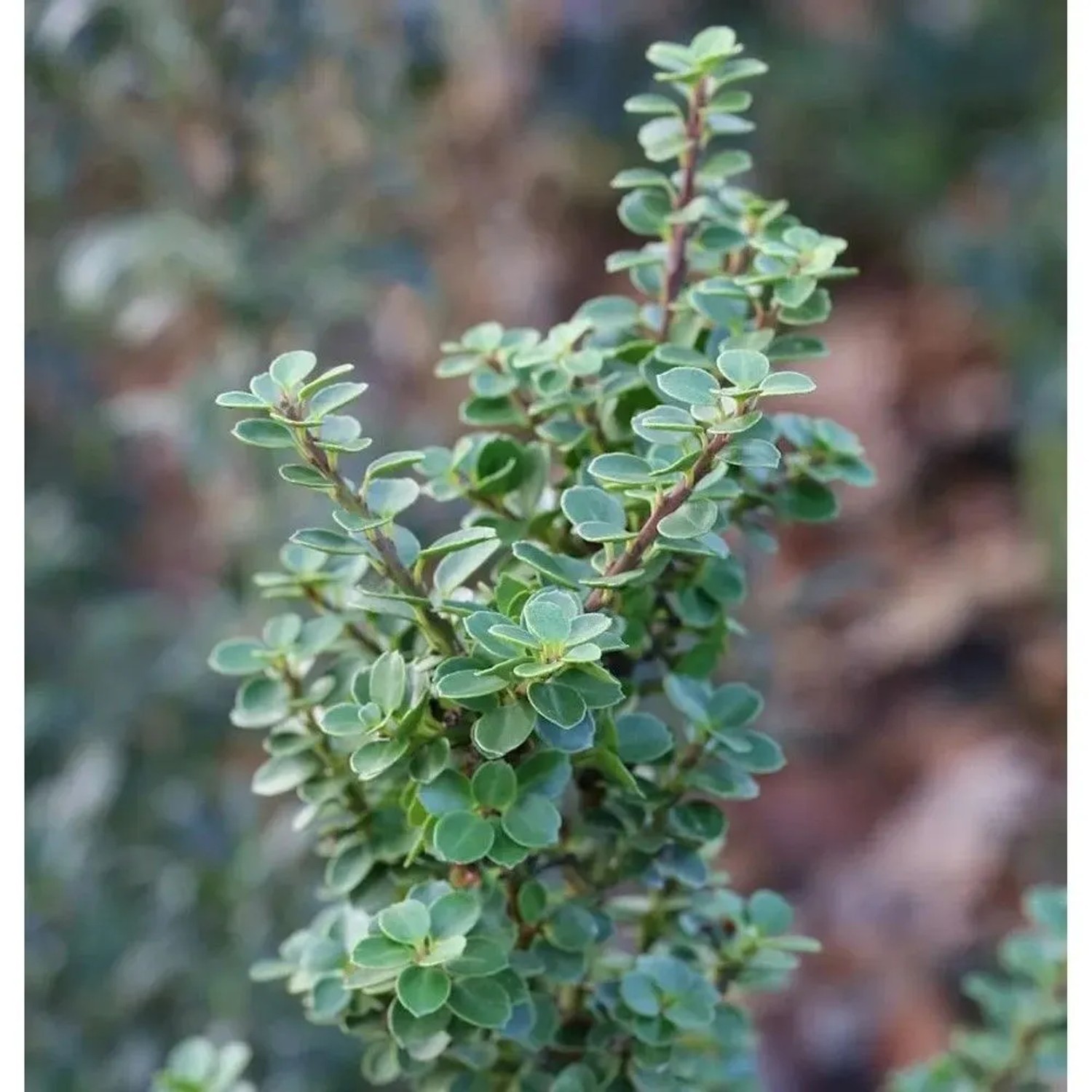 Bonsaiartige Zwergstechpalme Mariesii 25-30cm - Ilex crenata