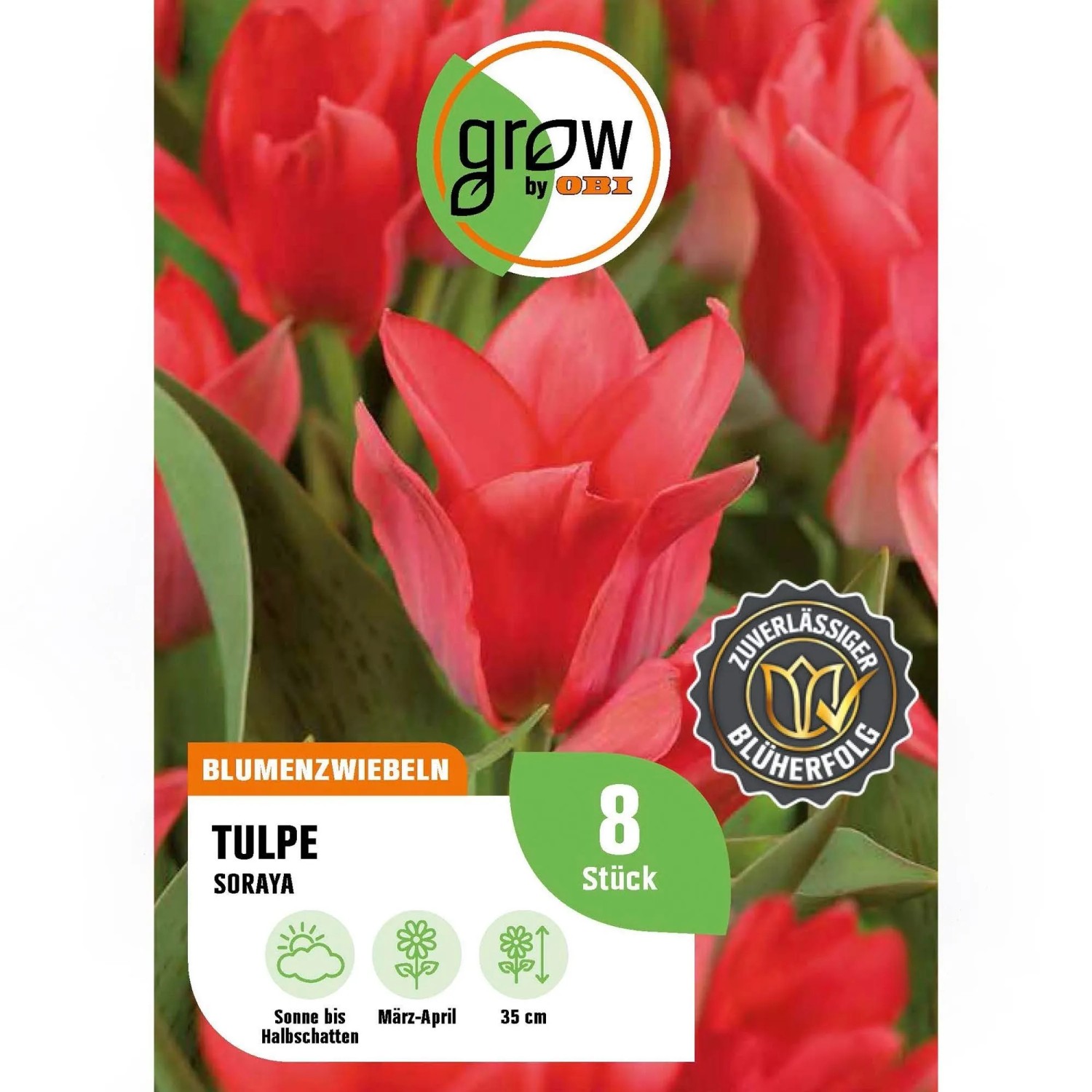 GROW by OBI Tulpe Soraya Rot 8 Stück Tulipa  Soraya