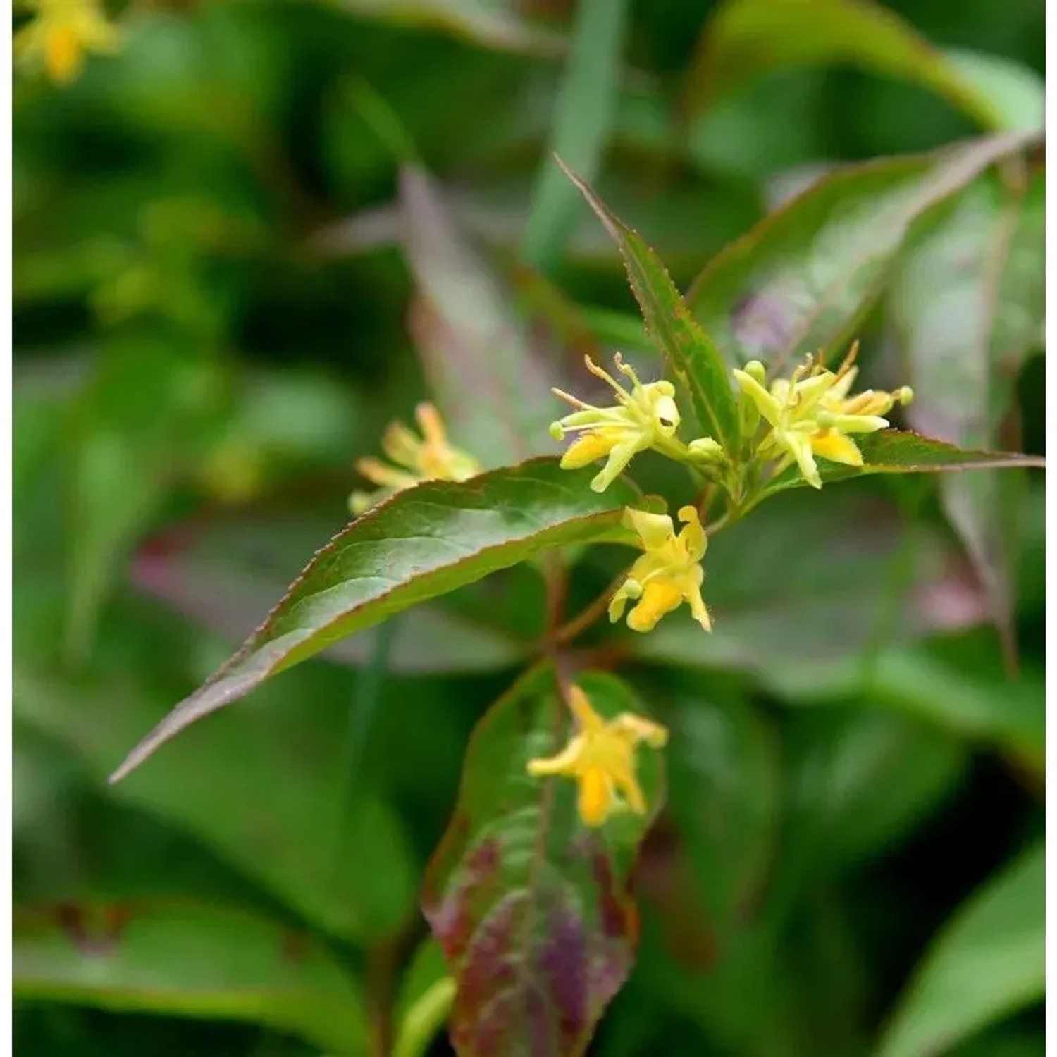 Buschgeißblatt Diva 40-60cm - Diervilla sessilifolia