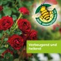 Rote Rosen mit Protect Garden Curamat AZ Rosen-Pilzfrei, nicht bienengefährlich.