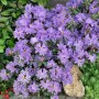 Blühender Zwerg-Rhododendron Impeditum Buchlovice mit lila Blüten im Garten.