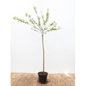 Japanische Weide 'Hakuro Nishiki' mit rosa-weißem Laub, Stammhöhe 100 cm, im Topf.