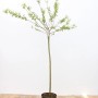 Japanische Weide 'Hakuro Nishiki' mit rosa-weißem Laub, Stammhöhe 100 cm, im Topf.