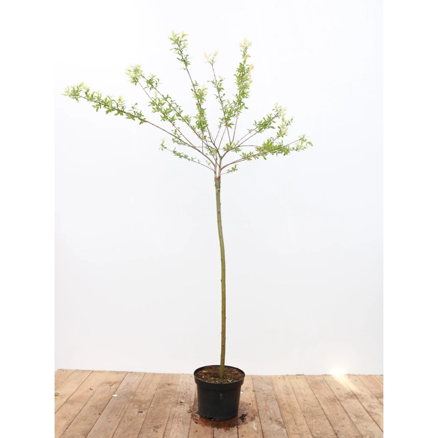 Salix Integra Hakuro Nishiki Japanische Weide Rosa-Weiß 100 cm Stammhöhe günstig online kaufen