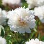 Nahaufnahme der weißen GROW by OBI Pfingstrose Lactiflora Shirley Temple, ca. 80cm hoch.