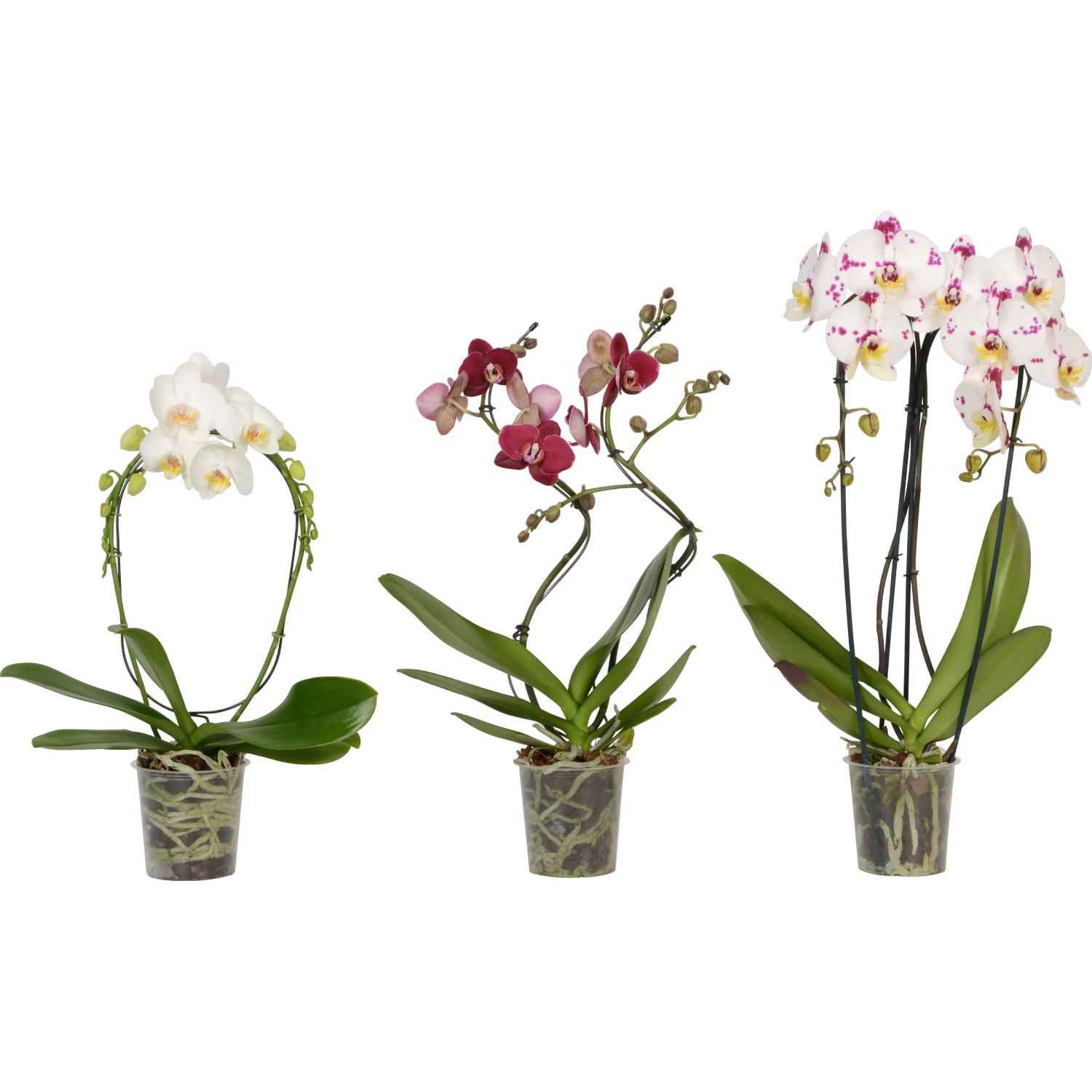 wetterschutz blumenkasten Holsteiner Blumenkasten aus Massivholz – Handgemacht & Wetterfest