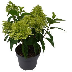 Rispenhortensie im Topf, ca. 45-75 cm hoch, mit hellgrünen Blütenständen.