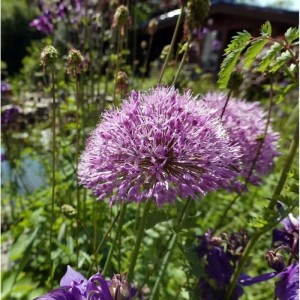 Nahaufnahme des lilafarbenen Zierlauch Summer Beauty im Garten.