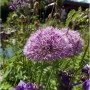 Nahaufnahme des lilafarbenen Zierlauch Summer Beauty im Garten.