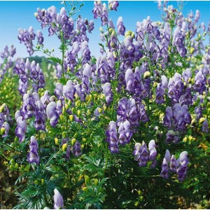Blühender Aconitum Bicolor Eisenhut im Topf mit blau-weißen Blüten.