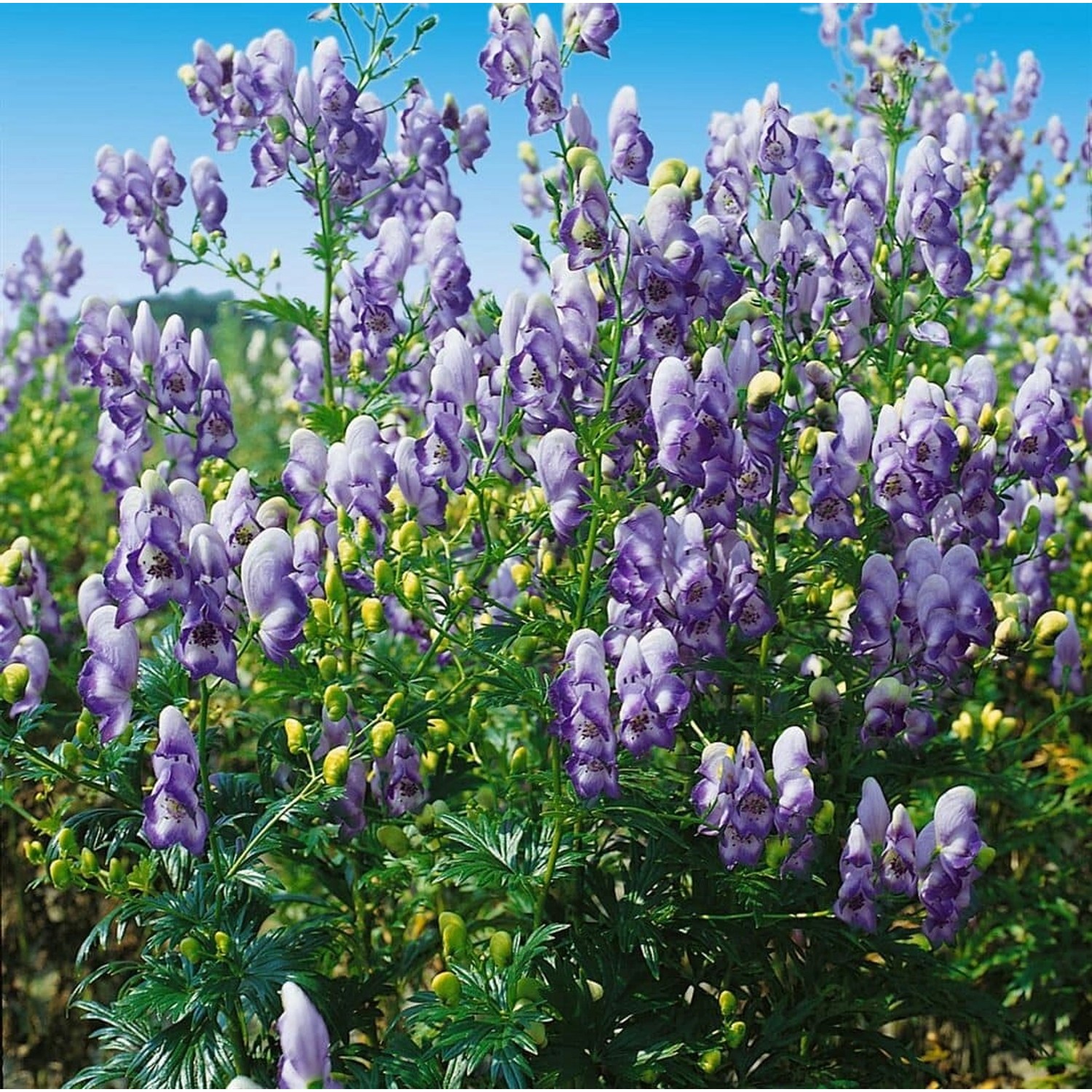 Aconitum X Cammarum Bicolor Eisenhut Ca. 11x11 cm Topf günstig online kaufen