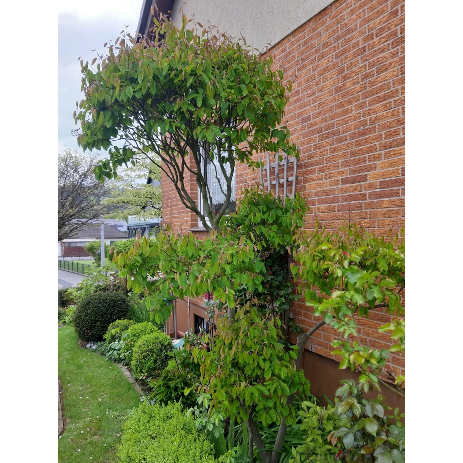 Baumfink 'Kupfer' als Topfpflanze, ca. 1 Meter hoch, im Garten vor einer Backsteinmauer.