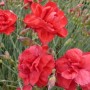 6 x Federnelke 'Heidi' Dianthus plumarius Topf 9cm Rosa Blüten