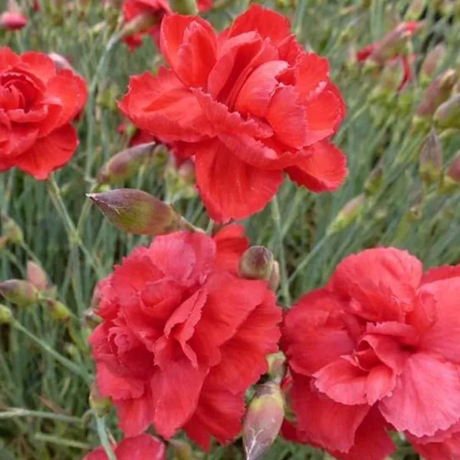 6 x Federnelke 'Heidi' Dianthus plumarius Topf 9cm Rosa Blüten