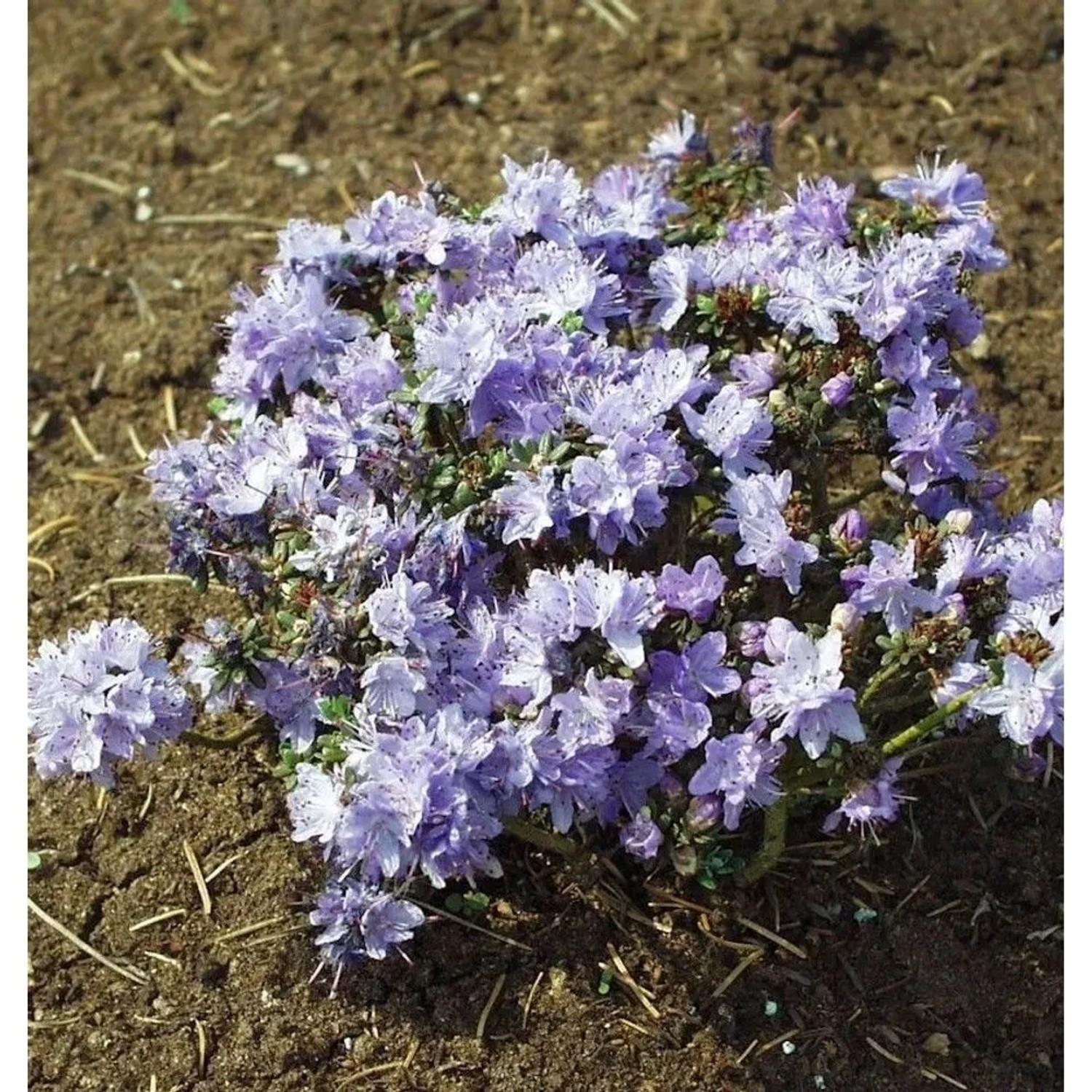 Aufstrebende Rhododendron Intrifast 20-25cm - Rhododendron fastigatum