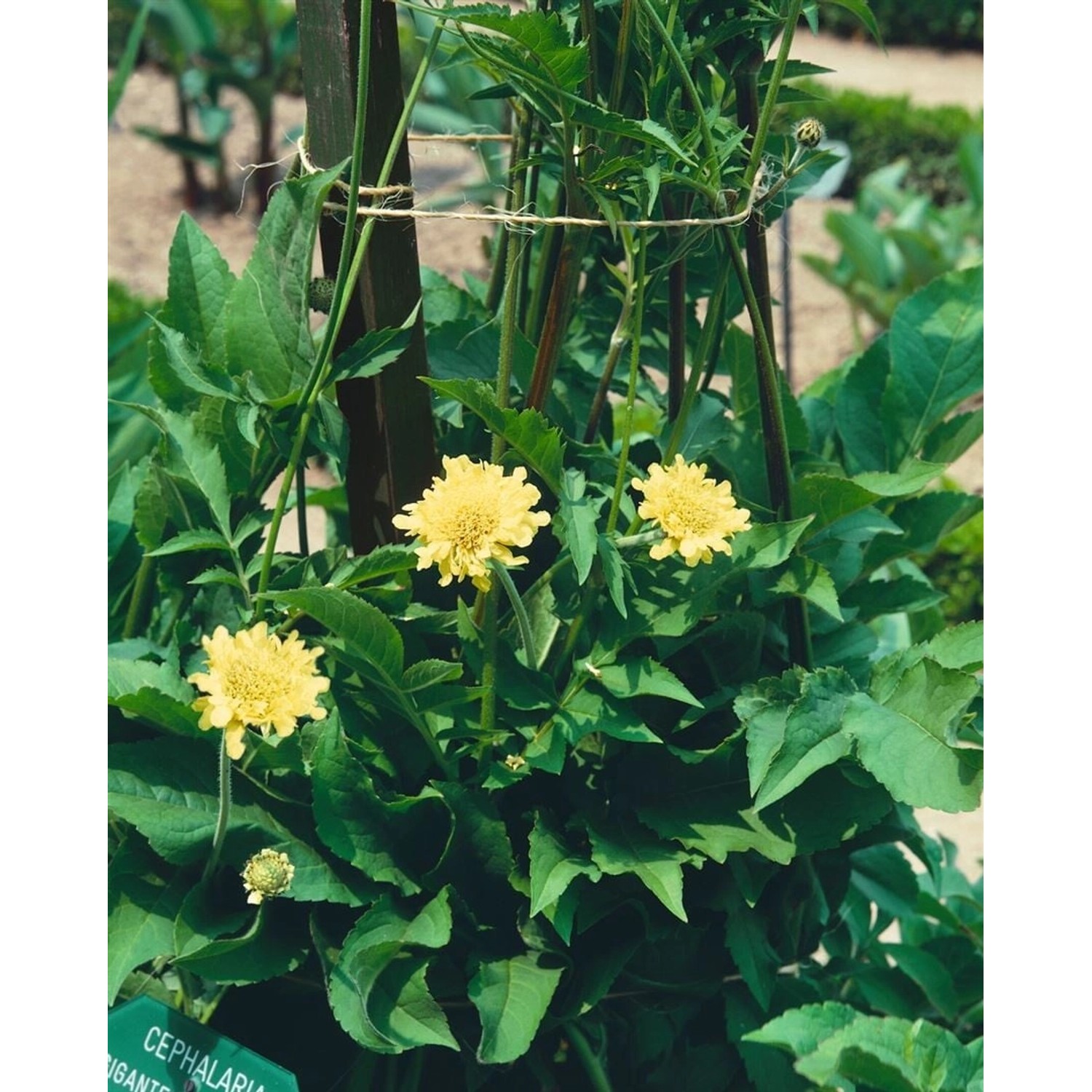 Cephalaria Gigantea Riesen Schuppenkopf Ca. 11x11 cm Topf günstig online kaufen