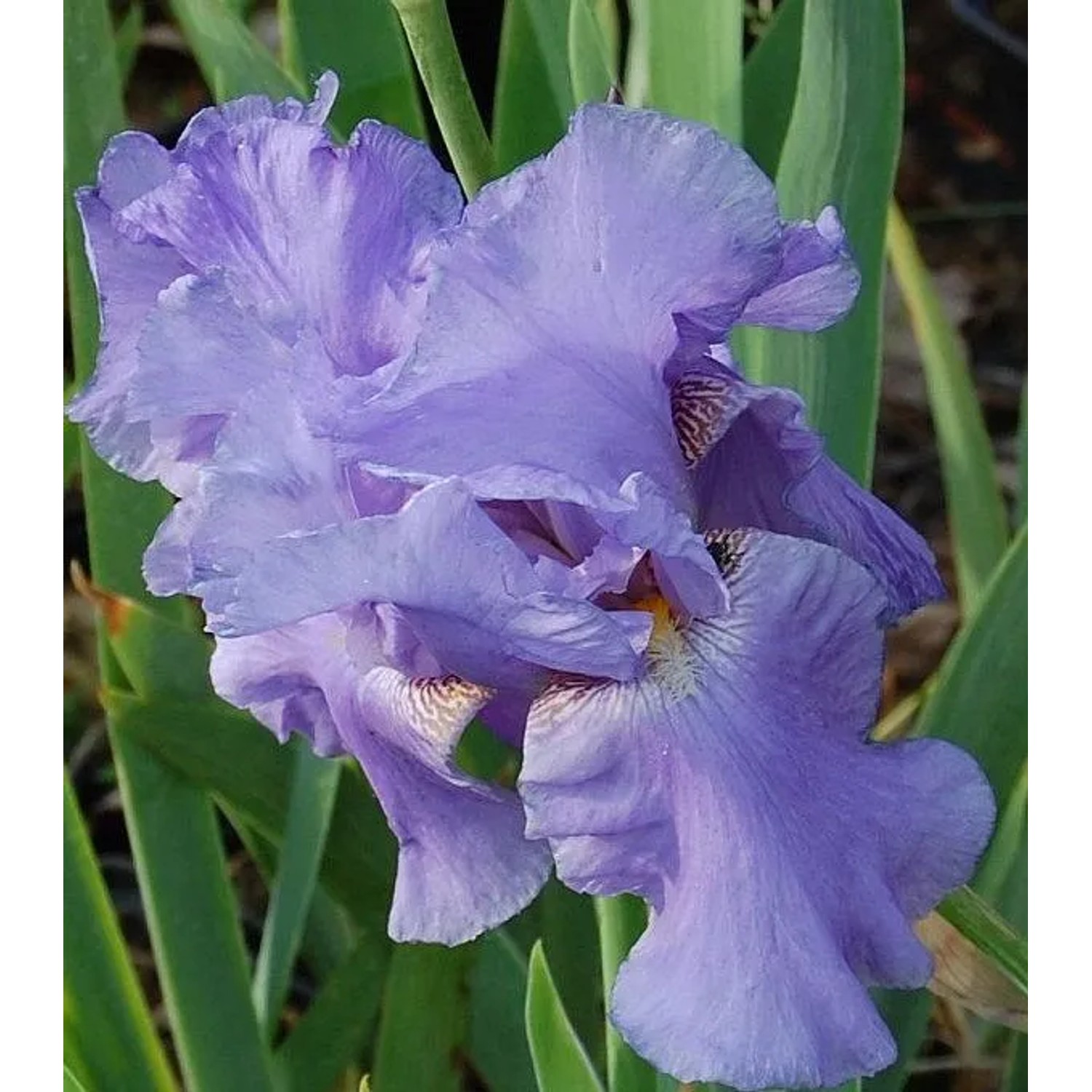 Schwertlilie Sea Double - Iris barbata