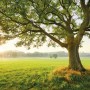 Vlies Fototapete „The Magic Tree“: Baum auf grüner Wiese im Sonnenaufgang, 450x280 cm.