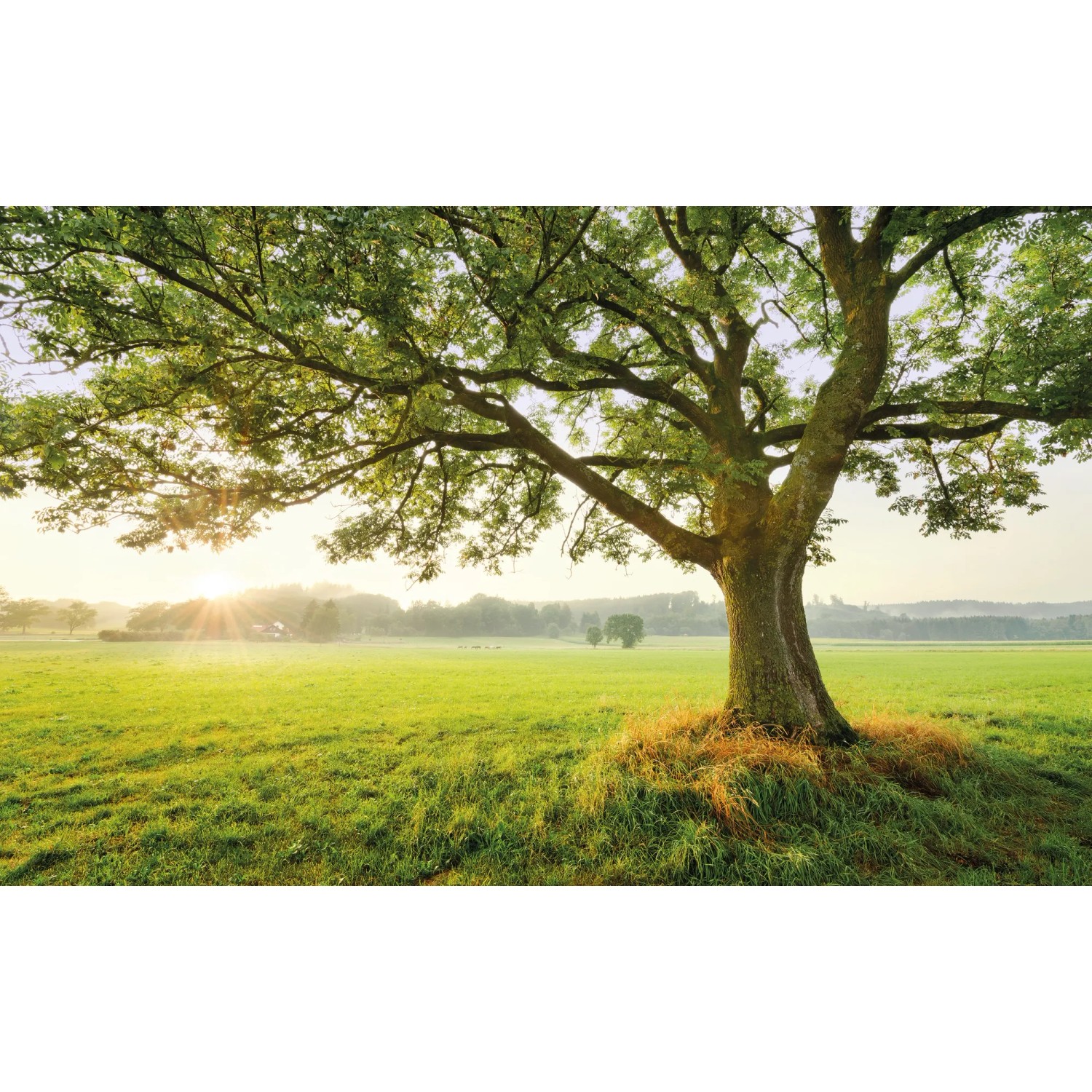 Vlies Fototapete The Magic Tree