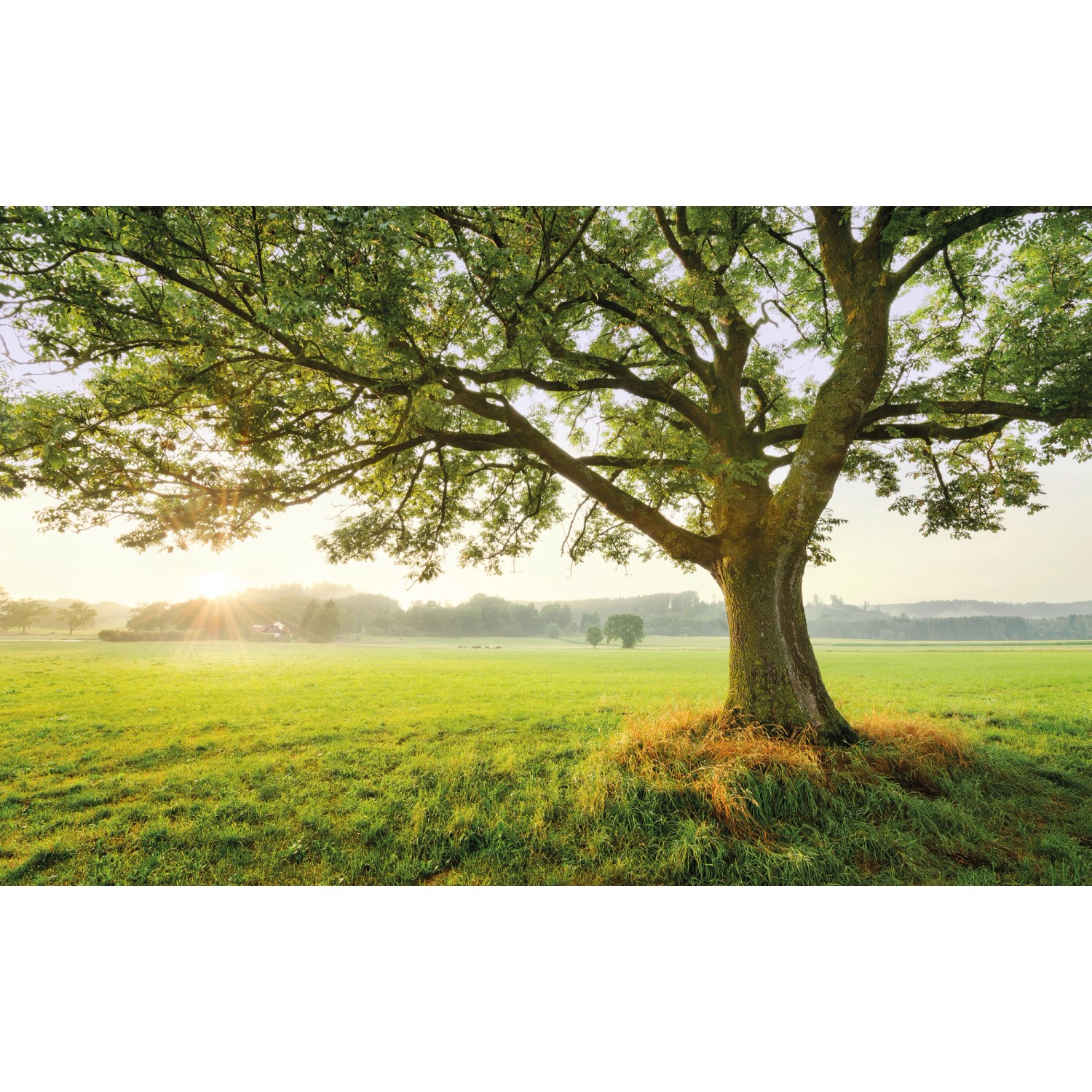 Sanders & Sanders Fototapete Landschaft Grün 450 x 280 cm 612671 günstig online kaufen