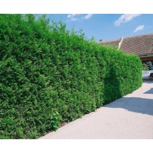 Dichte, grüne Thuja 'Brabant' Hecke (150-175 cm) als Sichtschutz im Garten.