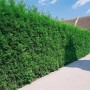 Dichte, grüne Thuja 'Brabant' Hecke (150-175 cm) als Sichtschutz im Garten.