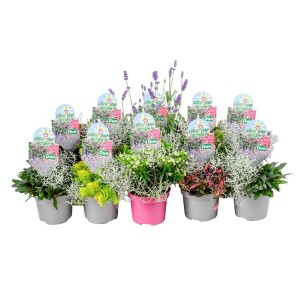 Colour your Garden Mix Duo: Verschiedene Topfpflanzen für Balkon & Terrasse.