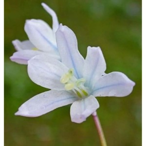 Nahaufnahme einer weißen Sibirischer Blaustern (Scilla siberica Alba) Staude.