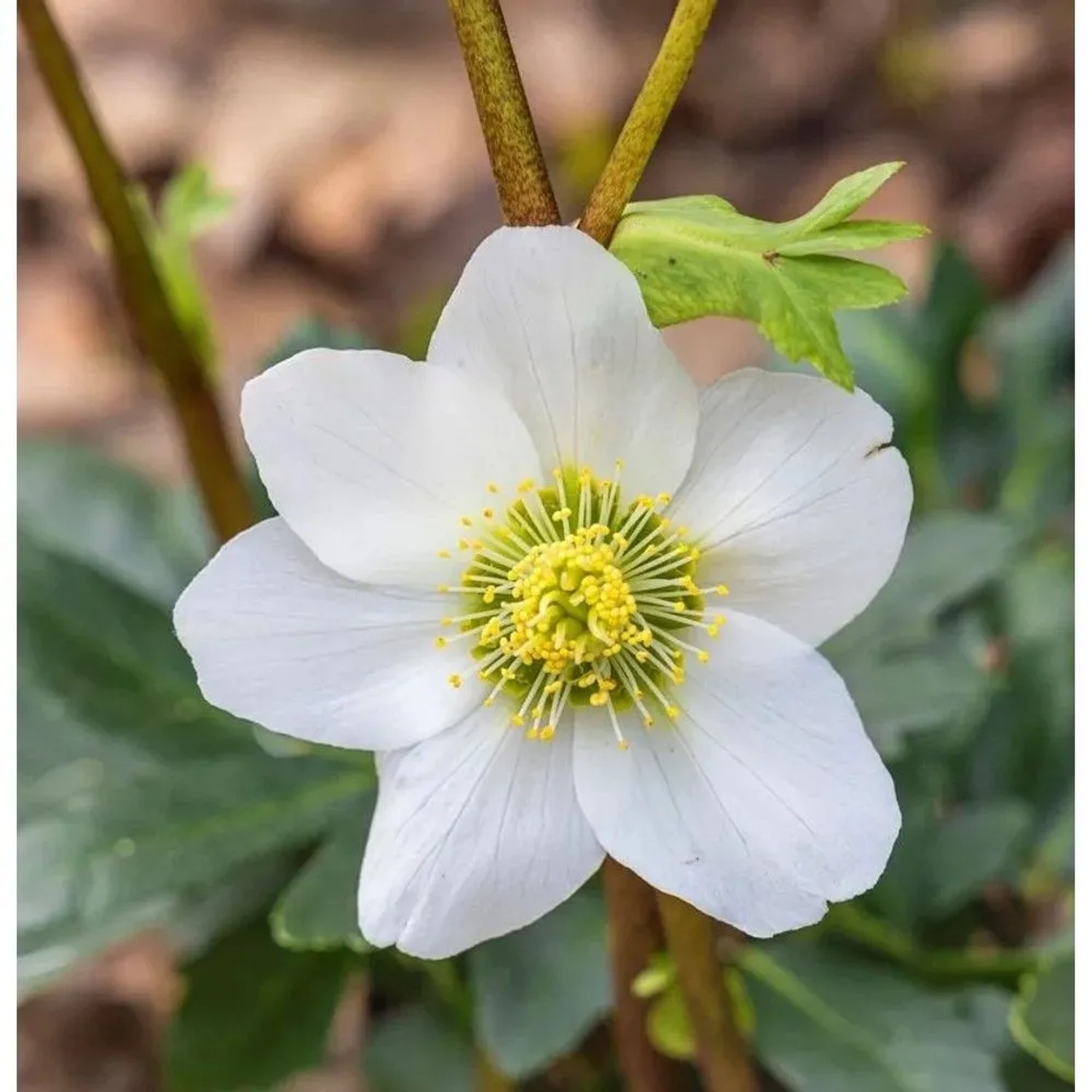 Christrose Lenzrose White Lady - Helleborus orientalis