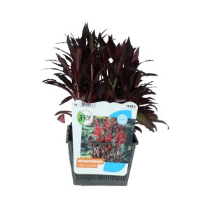Kardinalslobelie 'Rot' im 18 cm Topf, eine spektakuläre Teichpflanze für die Sumpfzone.