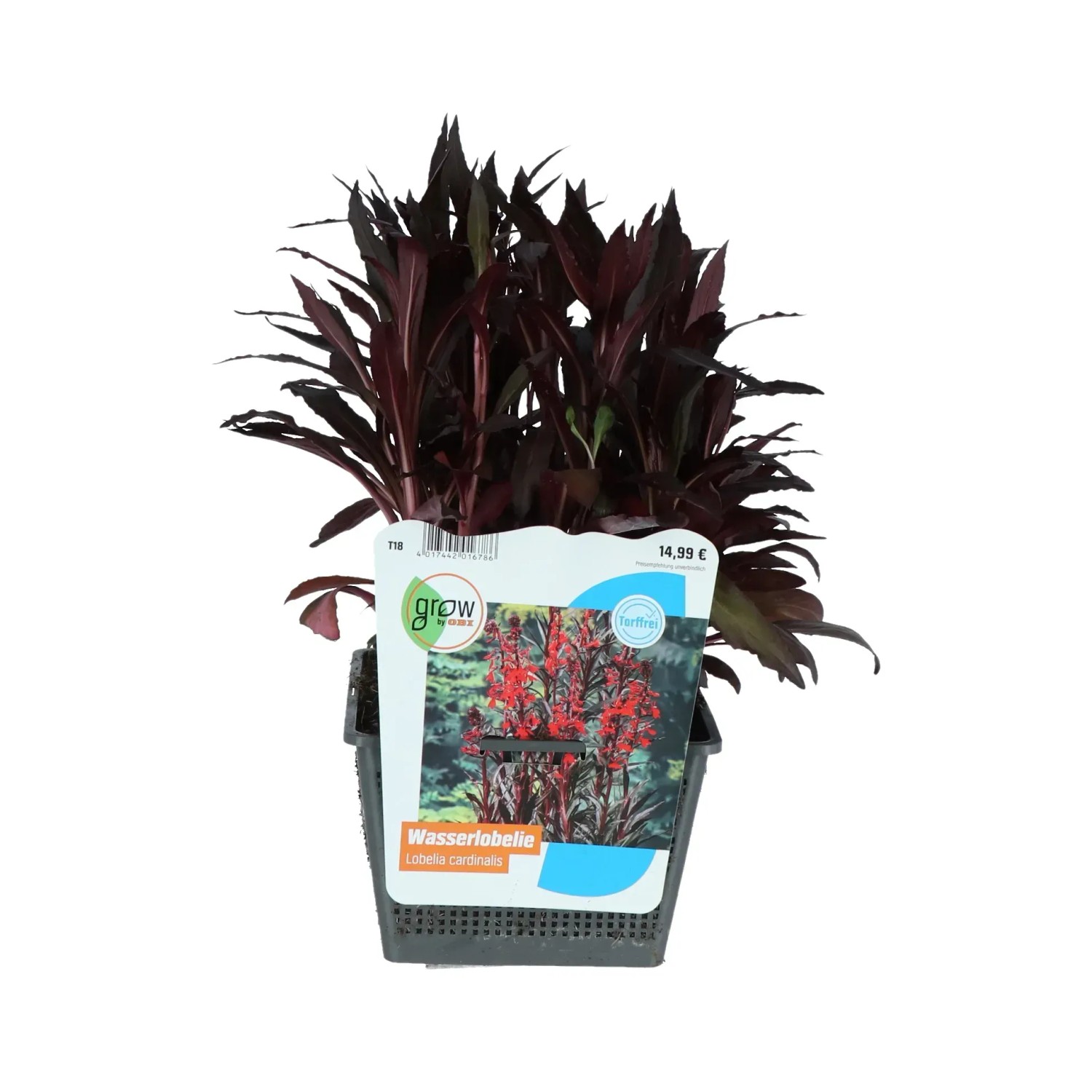 Kardinalslobelie Rot Topf-Ø ca. 18 cm Lobelia cardinalis