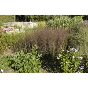 Rutenhirse 'Heiliger Hain' im Garten, ca. 1,5m hoch, rotbraune Blütenrispen, grünes Laub.