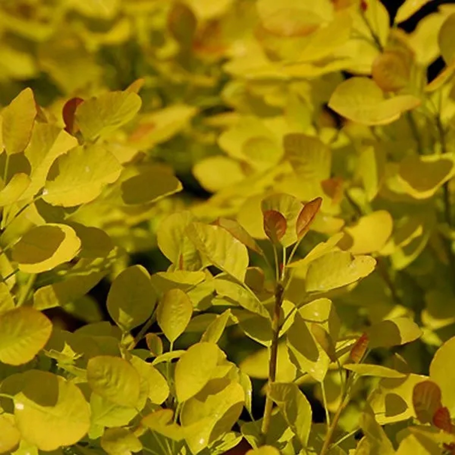 Perückenstrauch 'Golden Spirit' Cotinus coggygria 40 bis 60 cm im Container Gelbes Laub