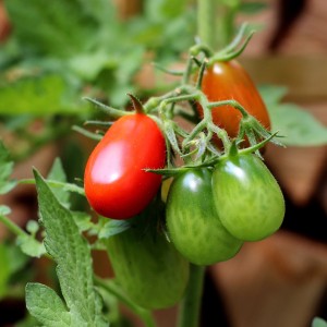Bio Cayenne Chili Pflanze mit roten und grünen Schoten im Topf.