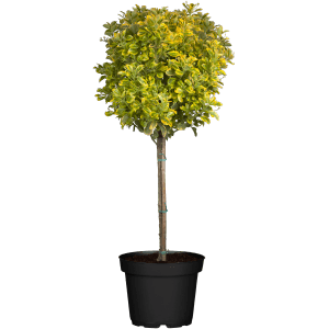 Japanischer Spindelstrauch Elegantissimus Aureus im Topf, ca. 65 cm hoch, mit gelb-grün panaschiertem Laub.