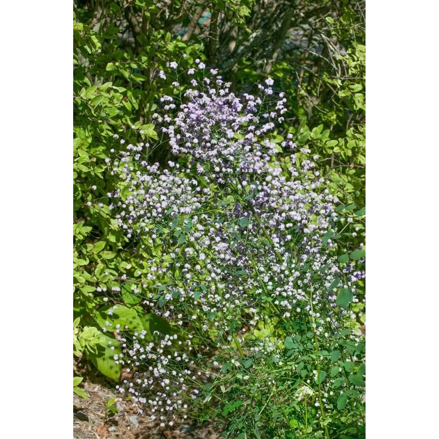 Hohe Wiesenraute (Thalictrum Rochebrunianum) mit lila Blüten im 9x9 cm Topf.