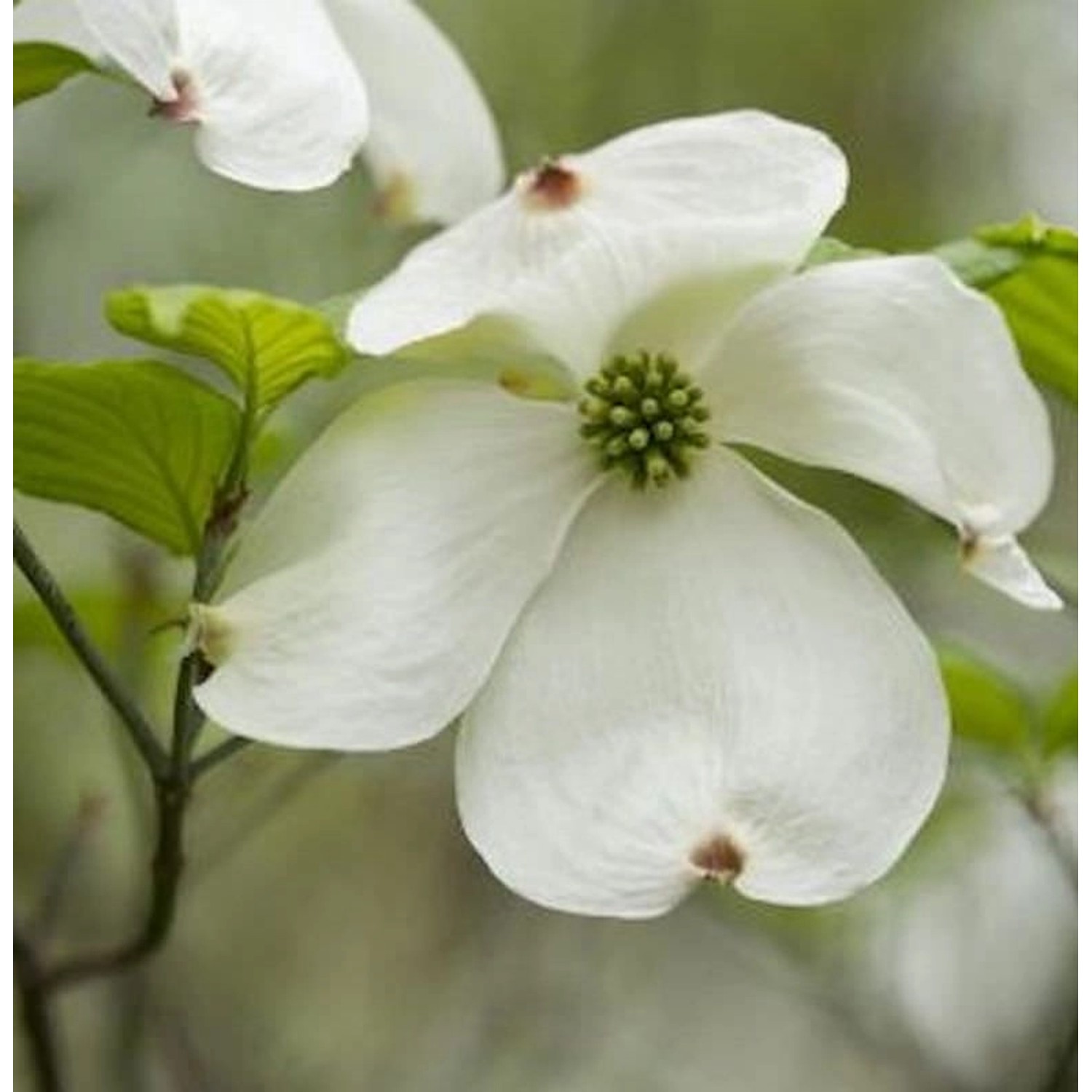 Amerikanischer Blumenhartriegel 40-60cm - Cornus florida günstig online kaufen